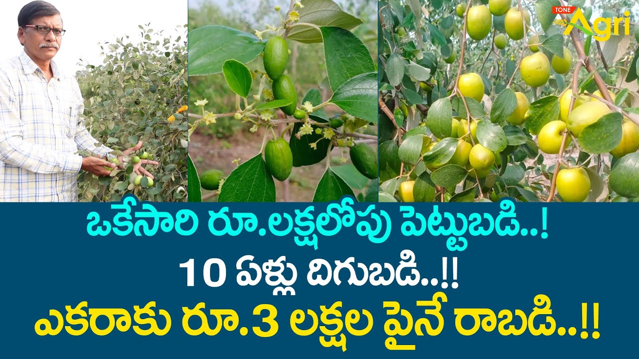 Kashmiri Apple Ber Farming in Telugu | ఒకేసారి రూ.లక్షలోపు పెట్టుబడి, 10ఏళ్లు దిగుబడి..! Tone Agri