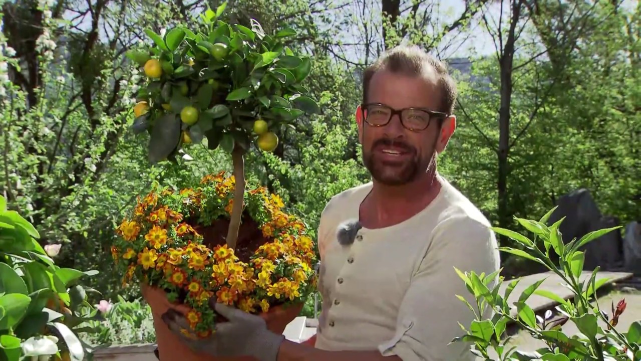 Garteln in Salzburg - Citruszeit