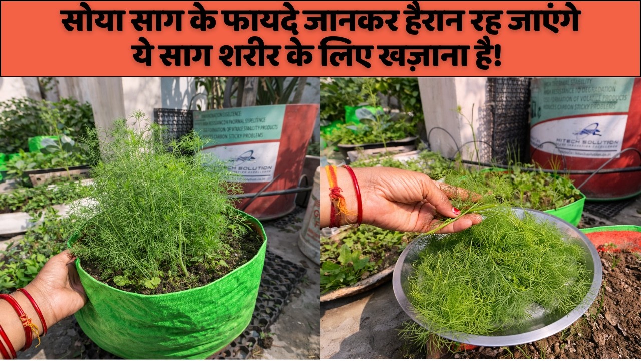 शरीर के लिए खज़ाना है ये साग!🌱🌱 | सोया साग के फायदे जानकर हैरान रह जाएंगे | Kavita Kitchen Garden.