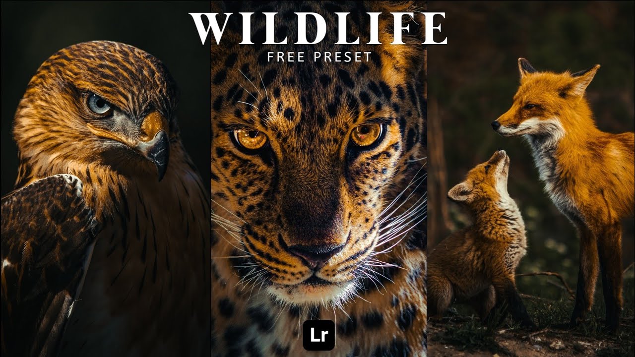 Lightroom Mobile Preset Free DNG | Wildlife Photography Preset | Lightroom Tutorial