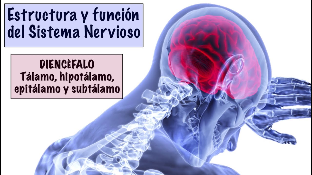 6  DIENCÉFALO: TÁLAMO, HIPOTÁLAMO, EPITÁLAMO Y SUBTÁLAMO