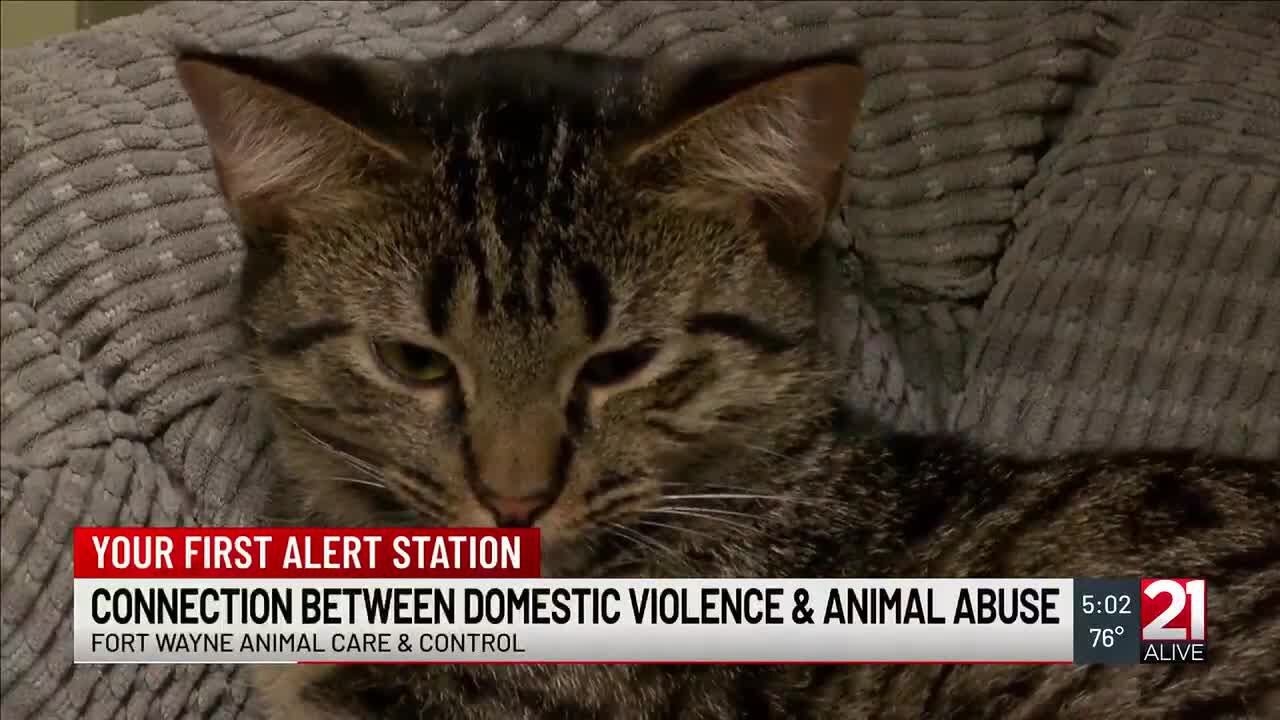 Connection between domestic violence and animal abuse