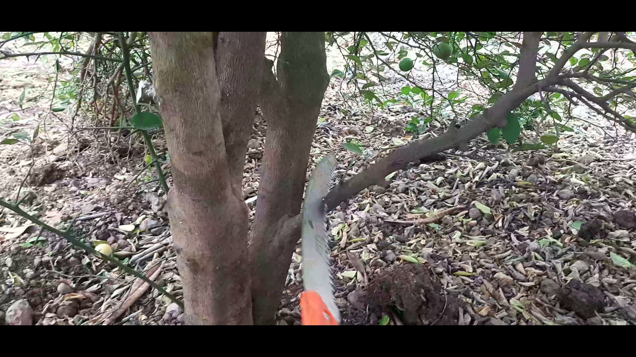 CUTTING UNWANTED BRANCHES OF LEMON TREE FOR BEST YIELD.