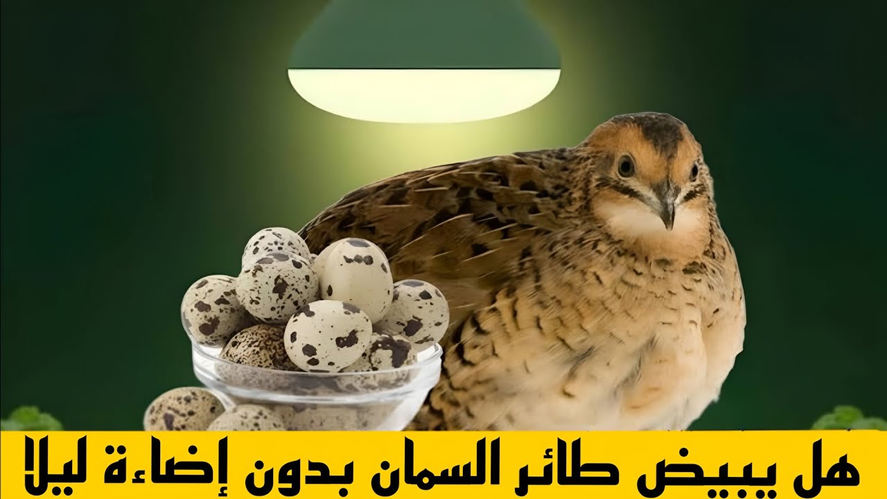 هل يبيض طائر السمان في الظلام؟ إليك الحقيقة الصادمة عن الإضاءة والإنتاج!