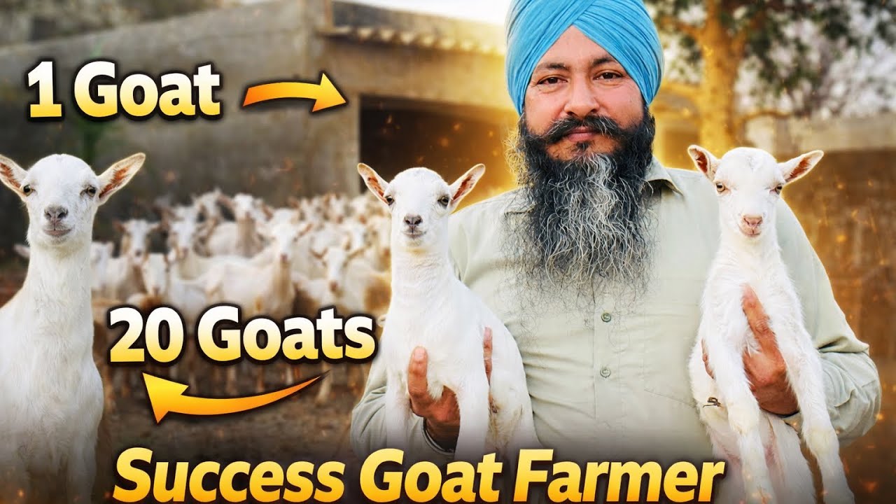 1 Goat➡️ 20 Goats Farm । Must Watch Success Story of Goat Farming 
