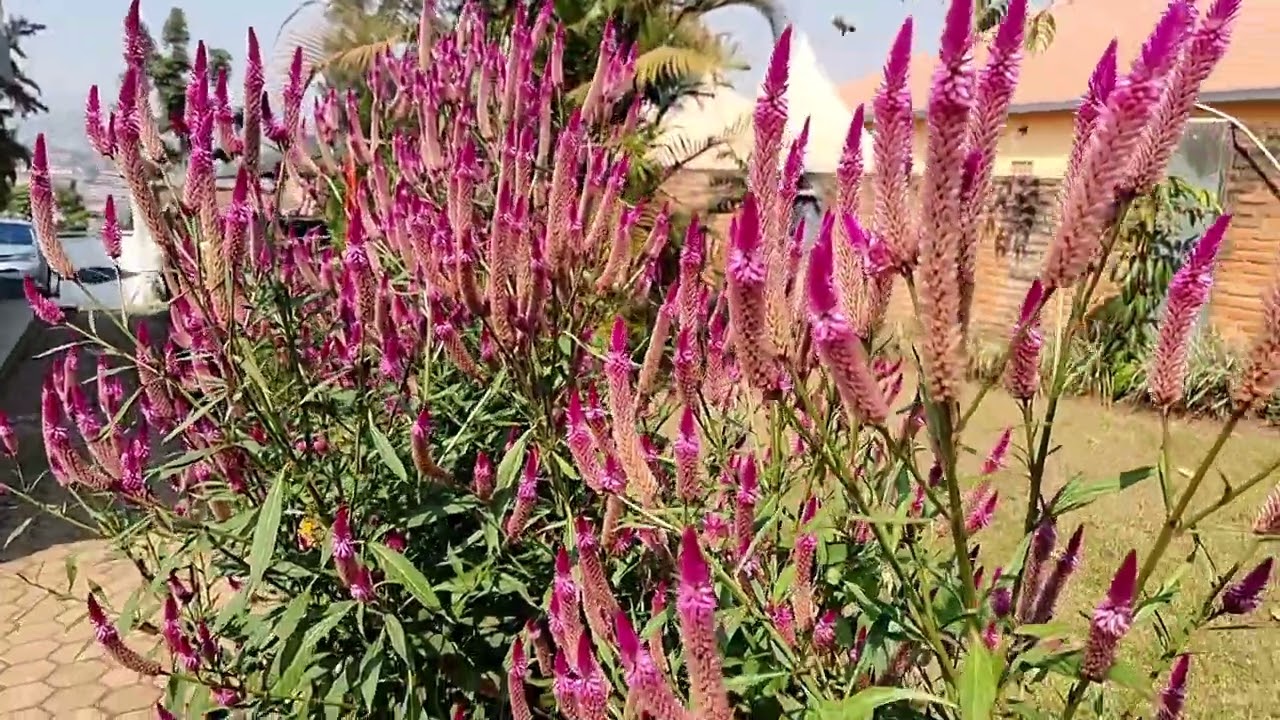 home garden #flowers #gardens #relaxation 