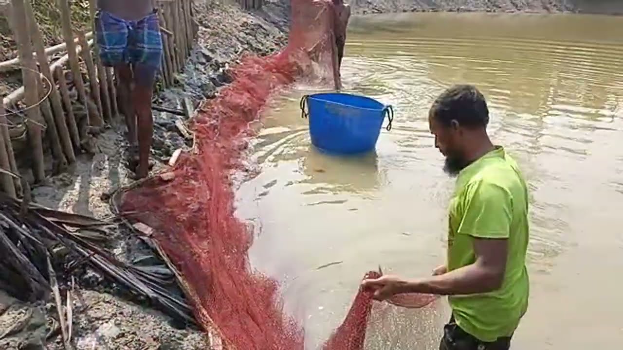 খুলনার রূপসার ঘের থেকে টাটকা গলদা চিংড়ি আহরণ! জ্যান্ত 'সাদা সোনা'র মেলা।