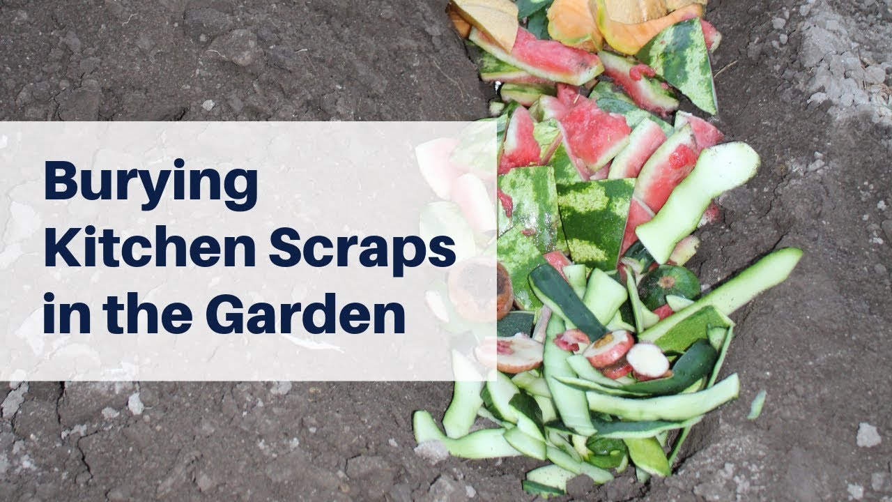 Bury Kitchen Scraps in the Garden to Improve the Soil - Trench Composting