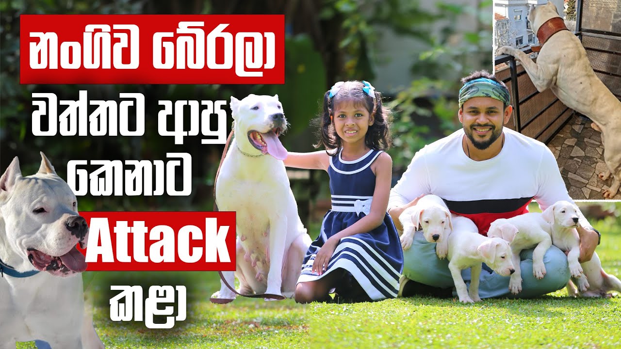 The Powerful and Dangerous Dogo Argentino - කටට අත දාල ගනිද්දී පූසා මැරිලා |Pet Talk #dogoargentino