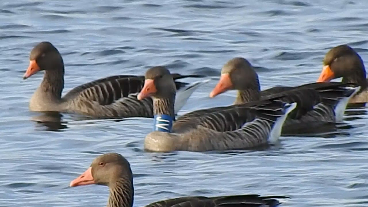 Anser anser, Gęgawa . Październik Dolina Baryczy.
