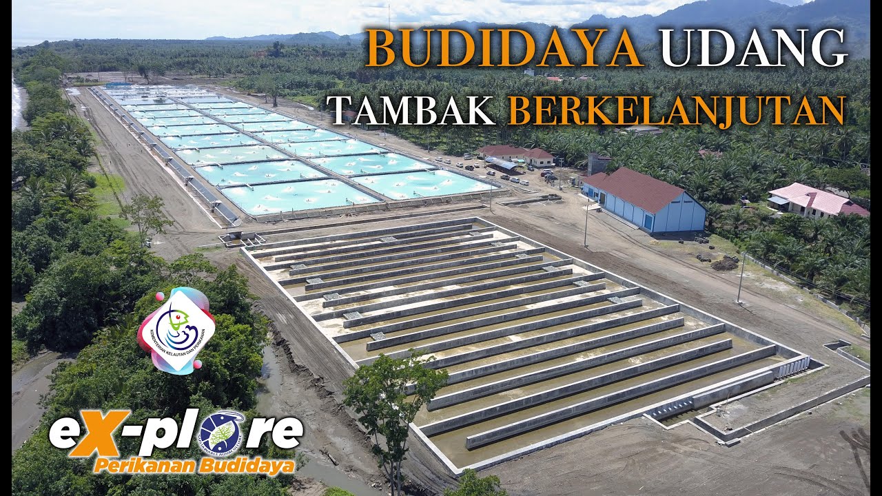 Mendongkrak produksi udang melalui tambak berkelanjutan