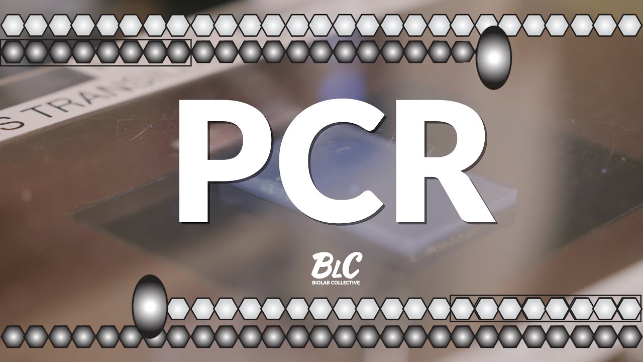 Polymerase Chain Reaction (PCR) & Gel Electrophoresis