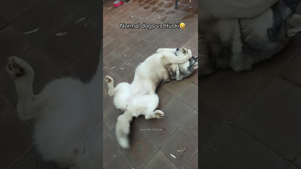 Normal dogs vs Huskies🤣🐕#shorts #dog #doglover #dogs