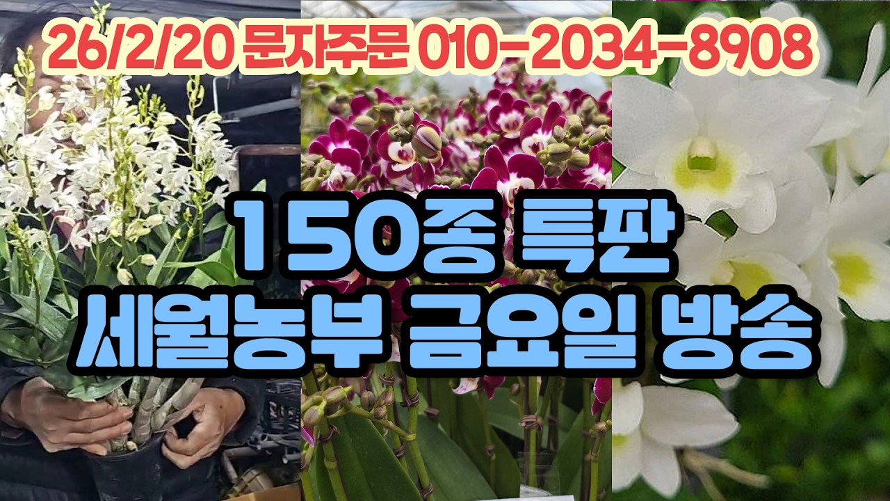 150종 특판 세월농부 인기 난초 판매방송