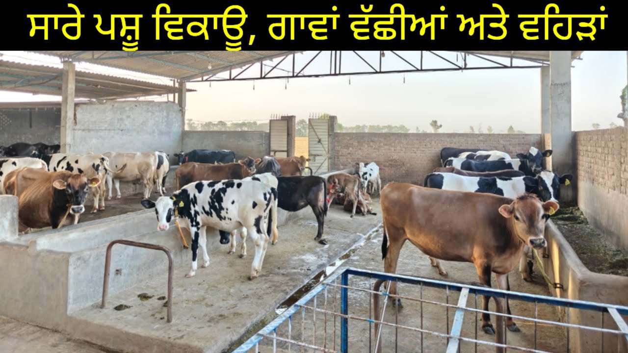 All Animals For sale, ਸਾਰੇ ਪਸ਼ੂ ਵਿਕਾਊ