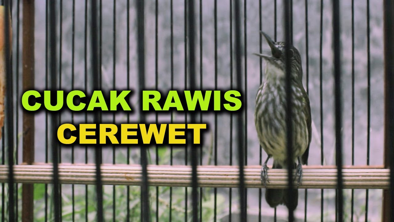 CUCAK RAWIS SUARA NYARING ABIS