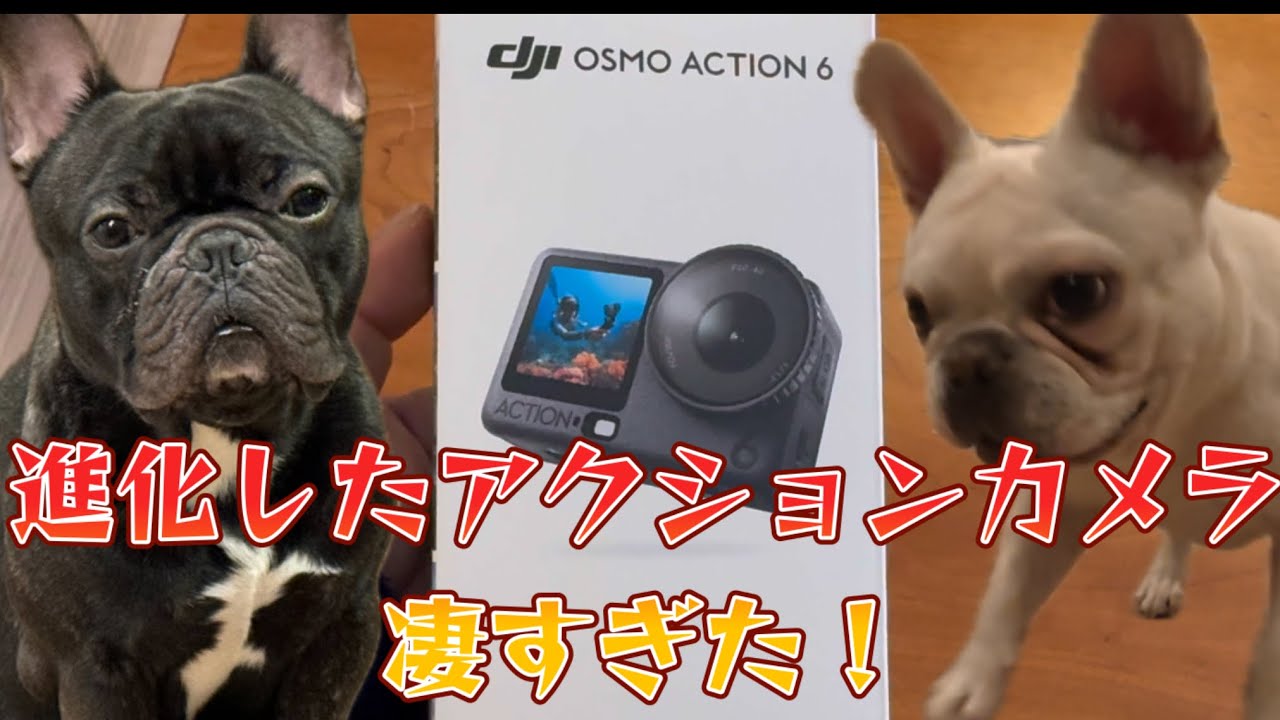 dji osmo action6が凄すぎた！ペット撮影に革命！