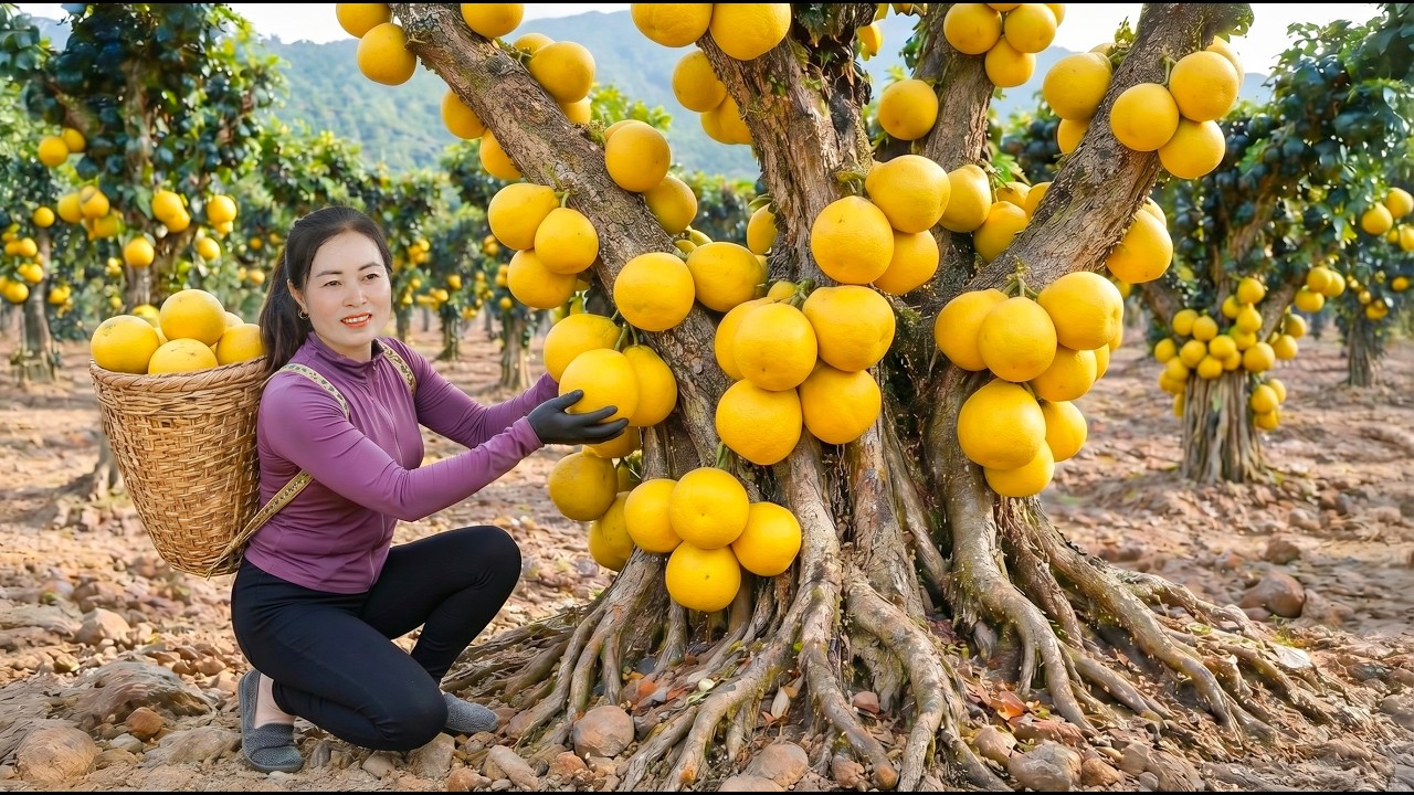 Harvesting Rare Wild Grapefruits | Traditional Village Recipe