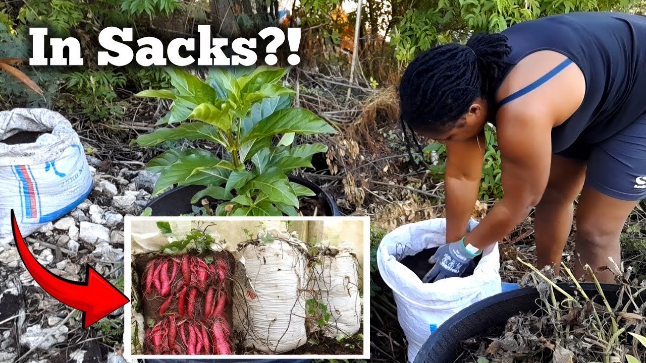 How To Grow Sweet Potatoes In Sacks//Growing Seven Varieties of Sweet Potatoes In Feed Bags