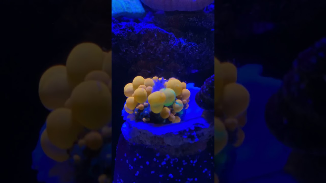 Reef Tank: Fat OG Bounce Mushroom Eating