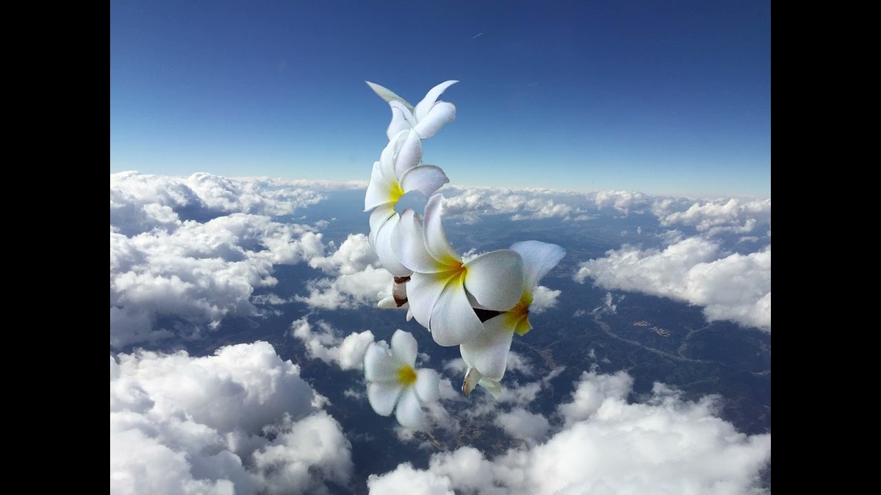 Floating Petals