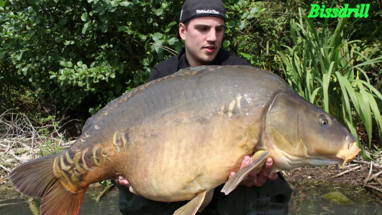 Karpfen Papa Bob  23 kg FULL RUN🚣🎣