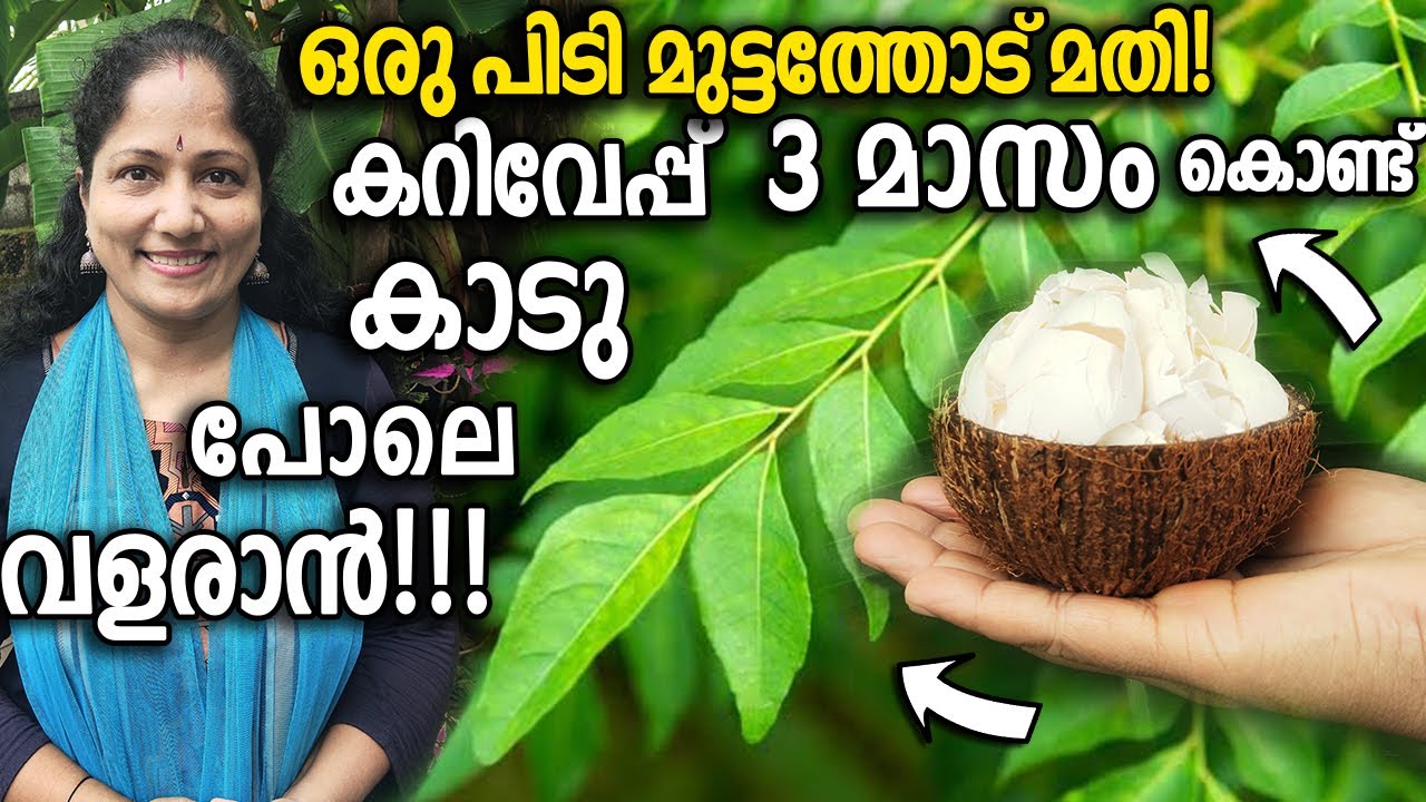 ഒരു പിടി മുട്ടത്തോട് മതി കറിവേപ്പ് 3 മാസം കൊണ്ട് കാടു പോലെ വളരാൻ! | Egg shell Curryleaf Fertilizer!