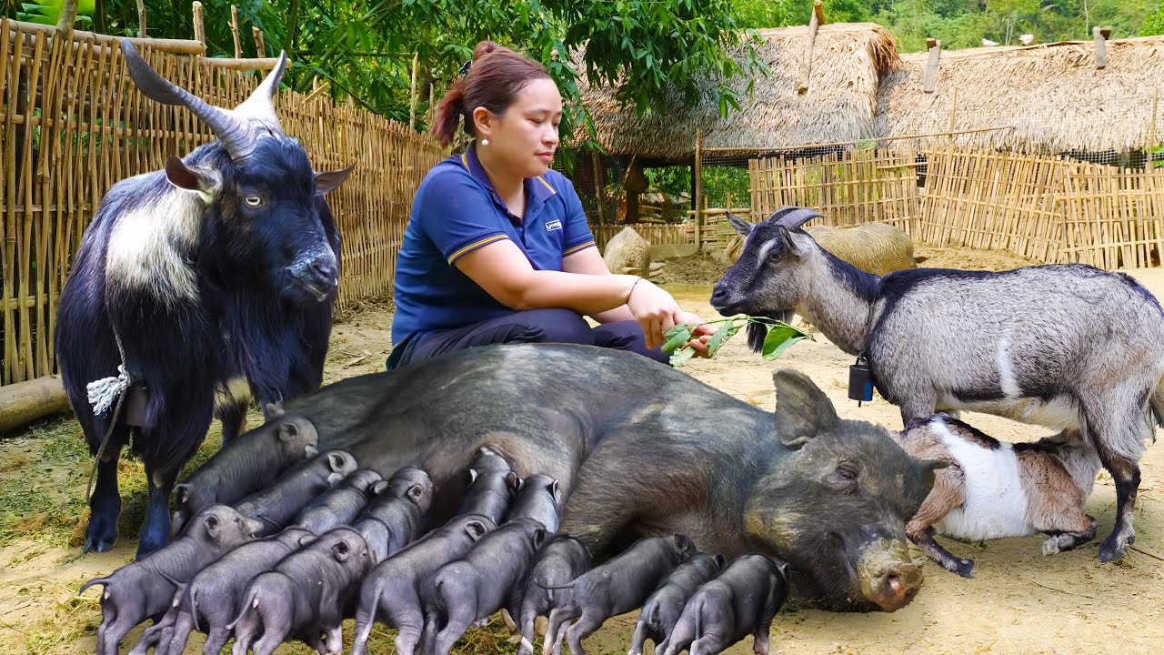 How to Take care of Goats, Giant Pigs & Piglets, Harvest Vegetables to sell | LTC - Free Bushcraft