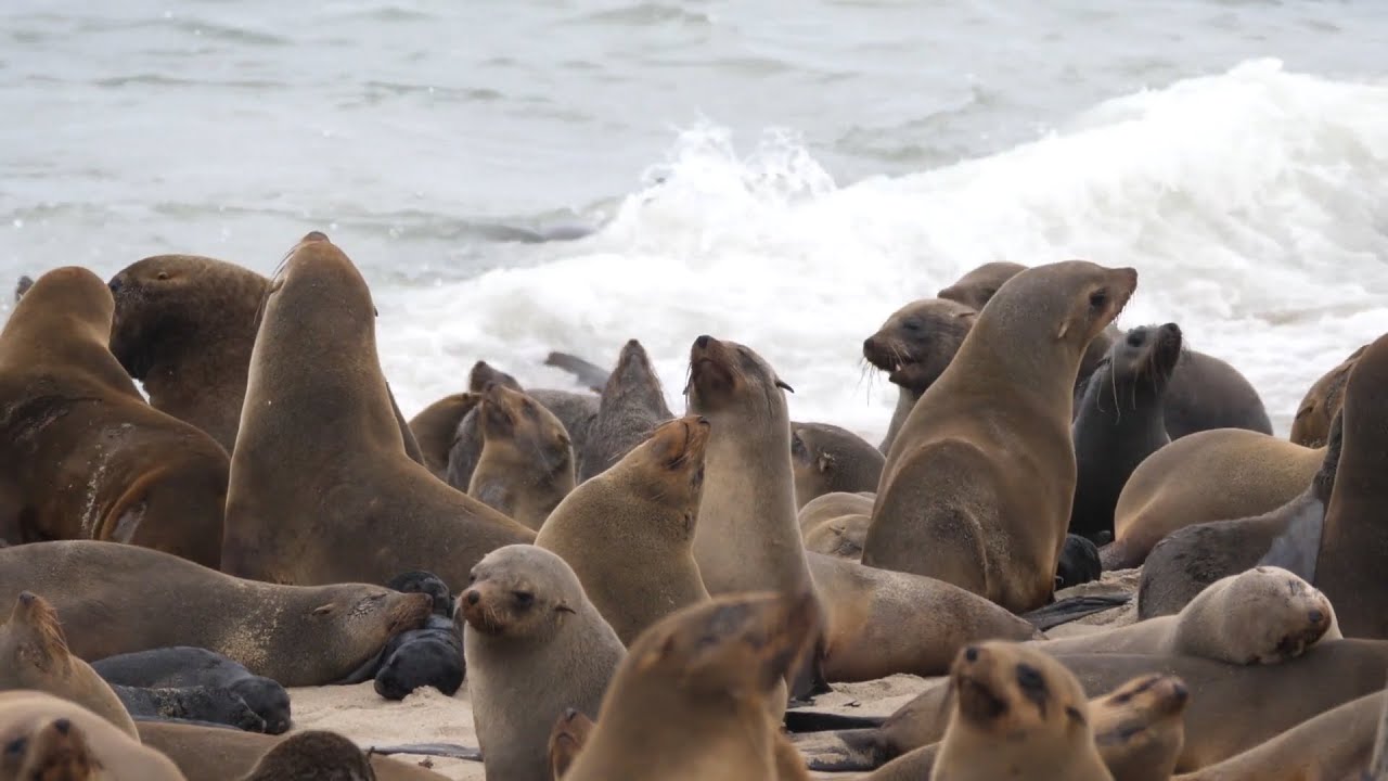 &iquest;Qu&eacute; animales viven en la Ant&aacute;rtica? #mundotv