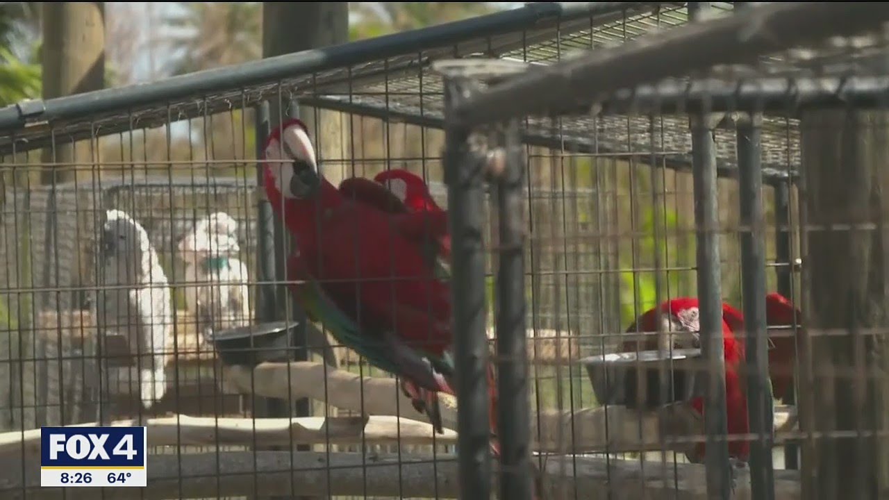 Hundreds of stranded pets, rare parrots rescued after Hurricane Ian