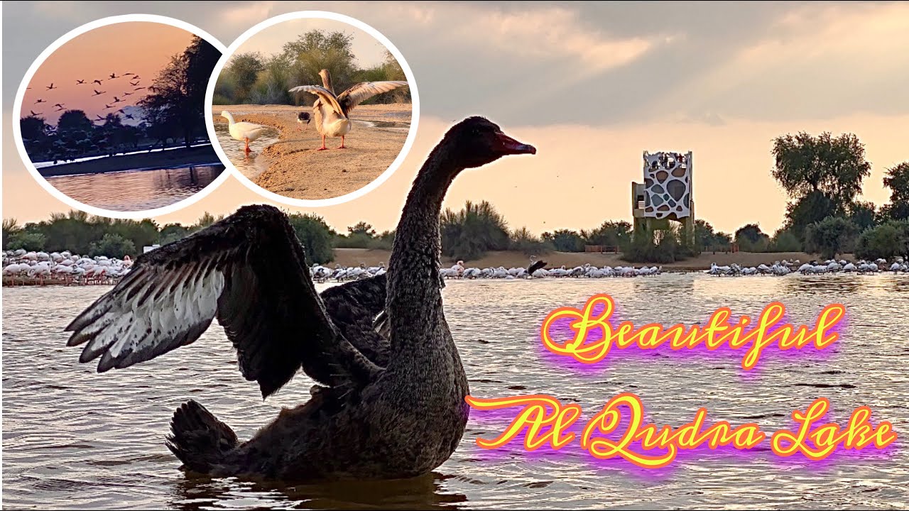 Al Qudra Lake - Breathtaking spot to visit in Dubai