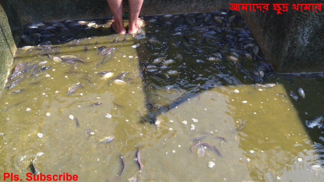বটম ক্লিন ট্যাংকে ছাদে মাছ চাষ। আমাদের ক্ষুদ্র খামার।