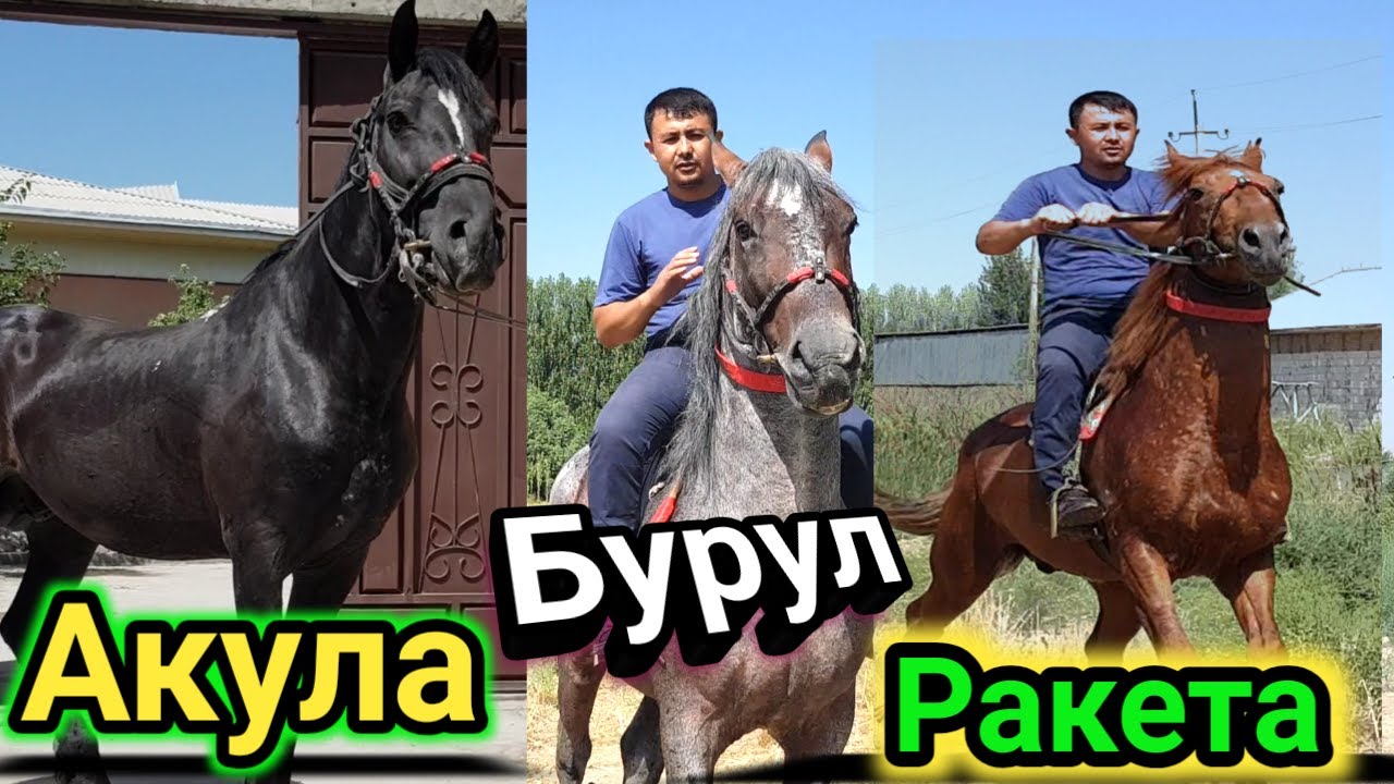 20 ИЮЛЬ УЛУГБЕКДАН ОТЛАРНИ КУЧЛИГИ БРУЛГА 100% КАФОЛАТ БЕРАМАН ЧОРНИ АКУЛА УЮРГА КУЧЛИ РАКЕТА.6ЁШ