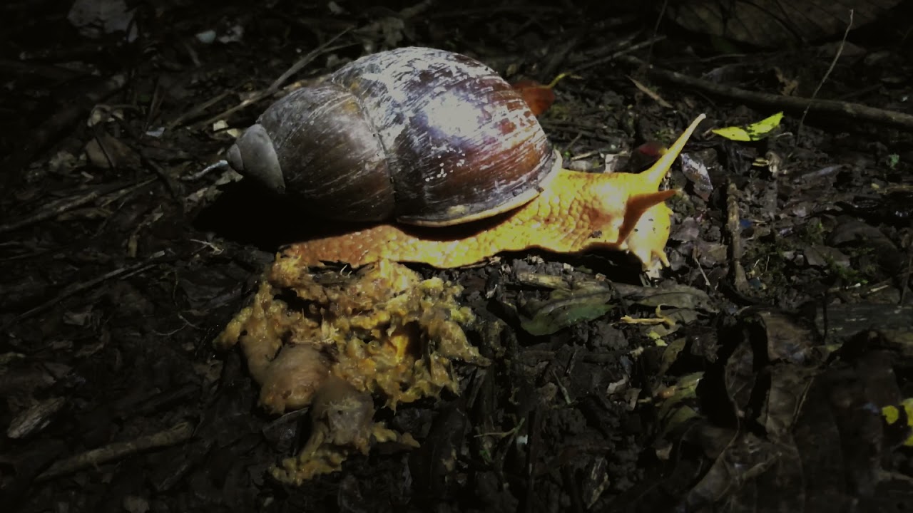 Capítulo 3:  Fauna nocturna en Tingana / Nocturnal wildlife in Tingana