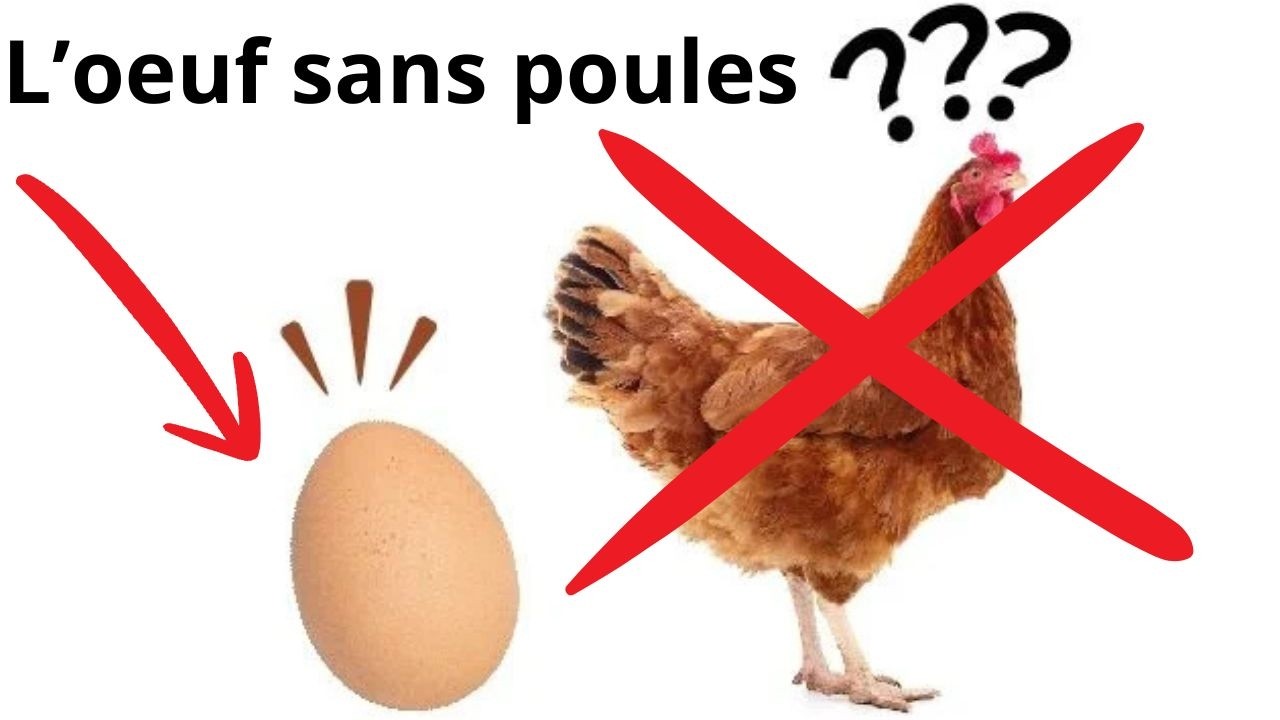 27/02 Après la viande synthétique, l'œuf sans poule ! #agriculteurs #éleveurs #solidarité
