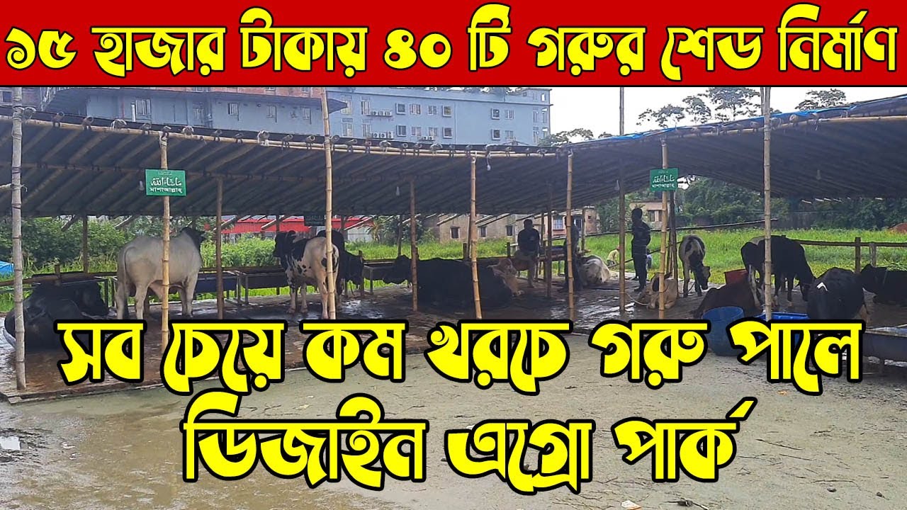 ১৫ হাজার টাকা খরচেই করতে পারেন সুন্দর একটি গরুর সেড নির্মাণ । গরুর খামার ,গরু পালন  Low cost cowshed