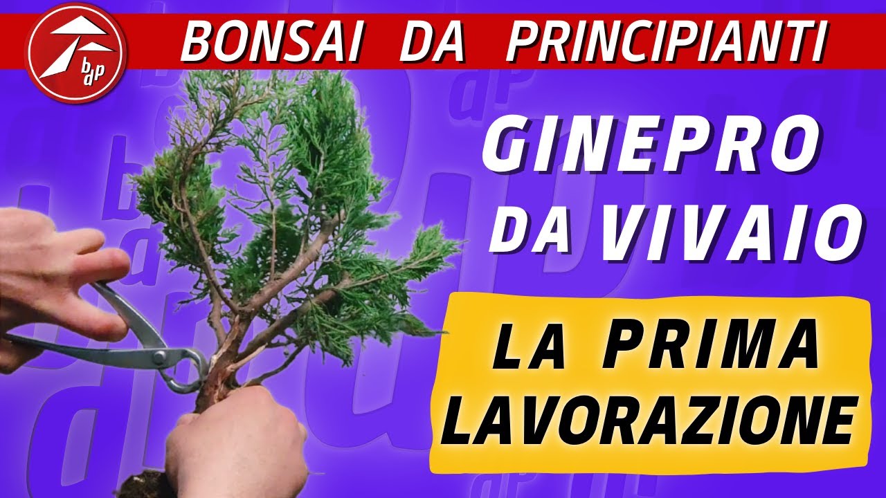 Ginepro da Vivaio - La prima lavorazione