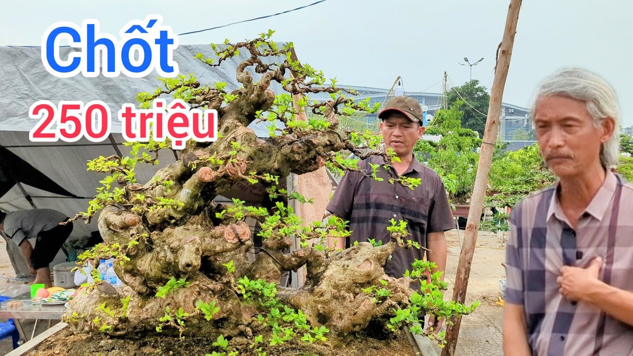chốt giá 250 triệu tác phẩm hoàng anh mộc mà gã đầu bạc cũng phải ngất ngây vườn quang linh bonsai