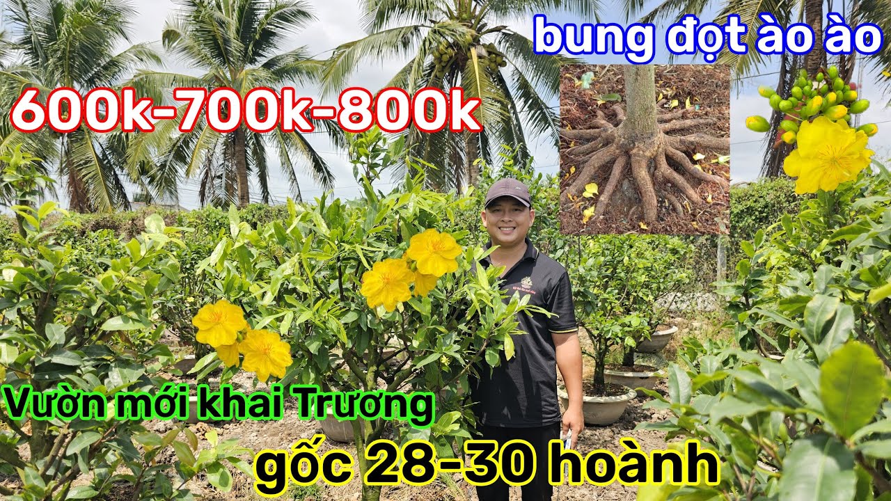 🌲18/3☎️Vườn mai 2 Lúa☎️giảo thủ đức rin🌲lô mai mới🌲bung đọt mạnh🌲rễ kín bầu🌲giá mềm dễ chơi 