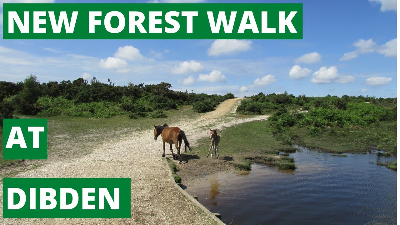 NEW FOREST WALK at DIBDEN (NEW FOREST NATIONAL PARK)