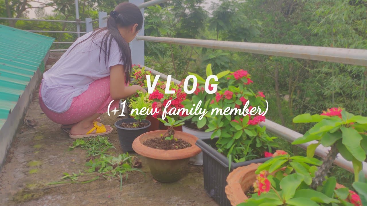 Daily vlog of cooking and weeding out flowers🍜🌱|Hello to new family member 🐱✨