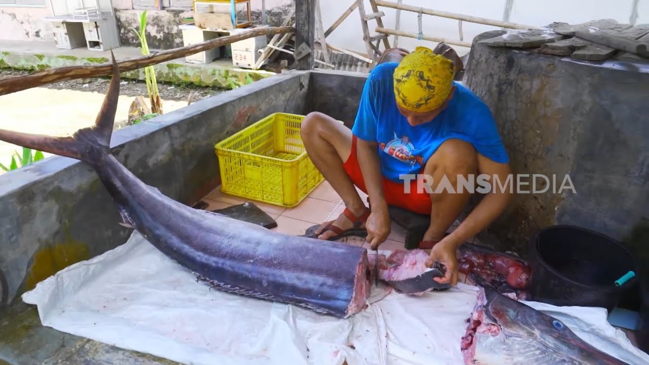 Mengolah Kepala Marlin Jadi Makanan Lezat | JEJAK SI GUNDUL (16/06/25)