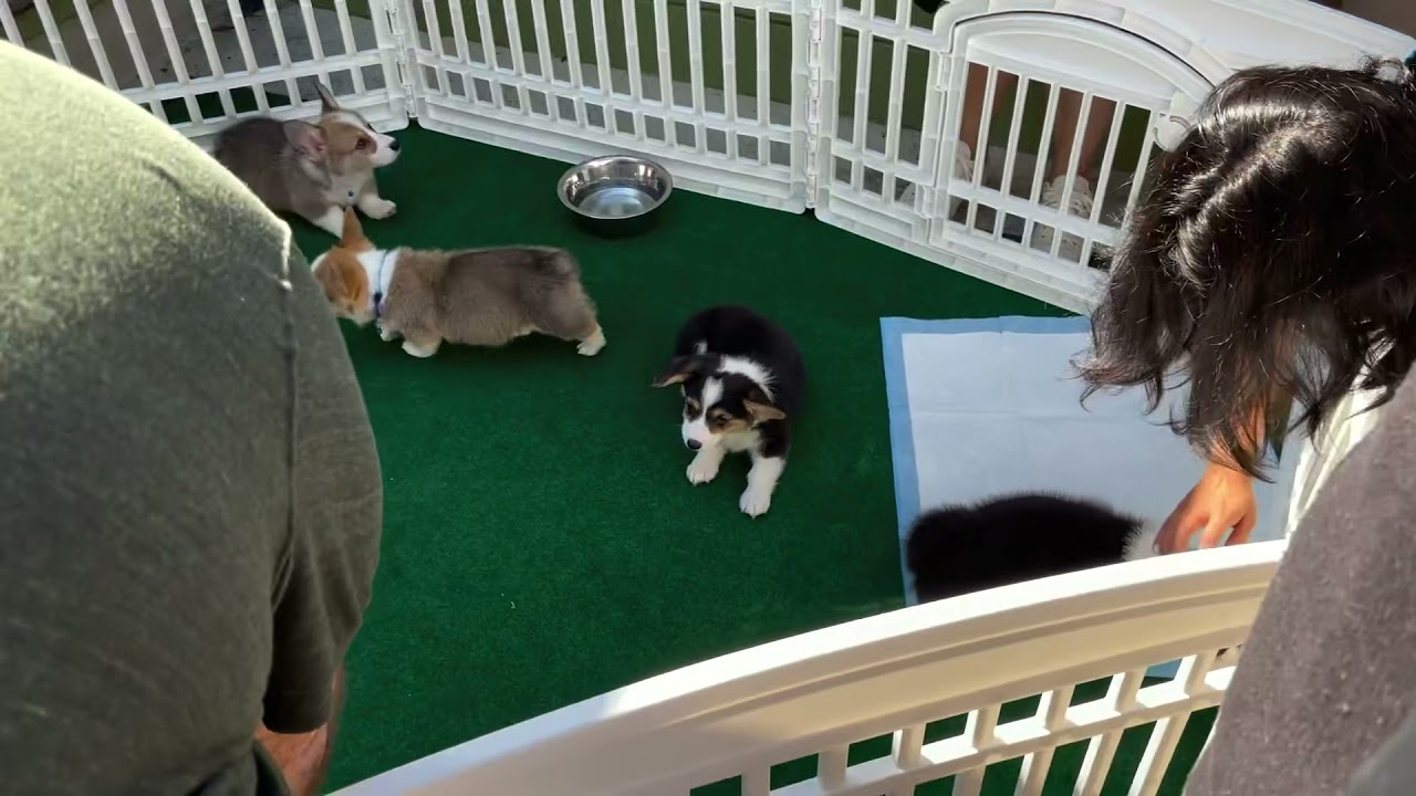 Gadget the Corgi’s Adoption Day