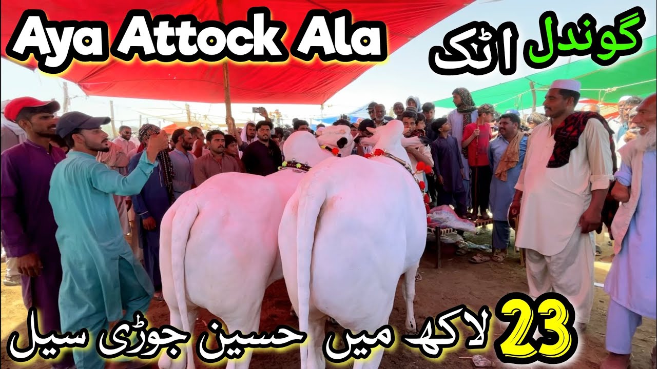 Gondal Mandi Attock Update | Dera Haji Nadeem-Qurbani Bakra Eid ul Adha 2024 - Livestock Cow Cattle