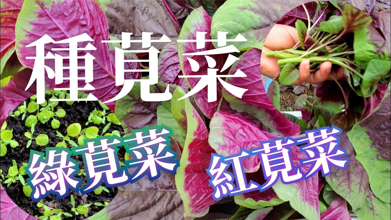 溫哥華種莧菜，育苗—移栽—收穫 過程詳述