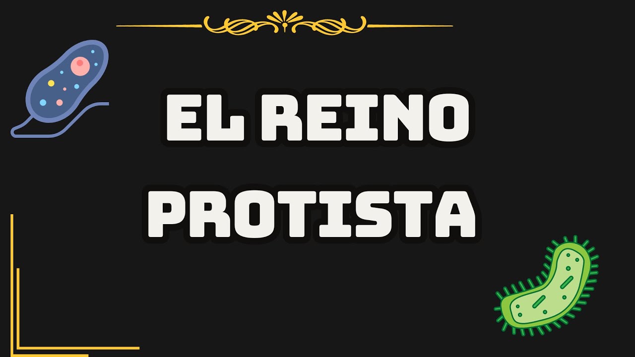 El Reino Protista: explicación a fondo