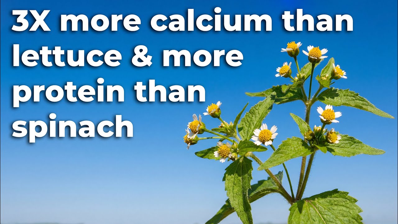 The Protein-Rich 