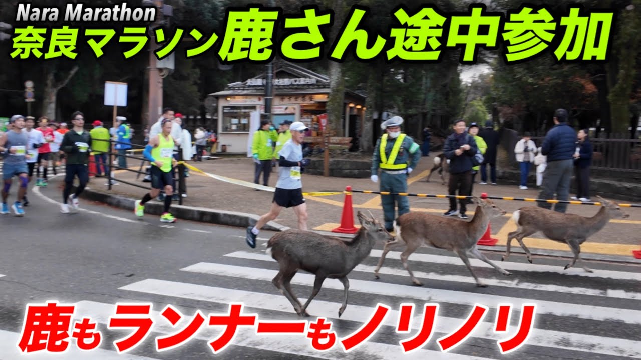 奈良マラソン　鹿さんも途中参加　鹿もランナーもノリノリ