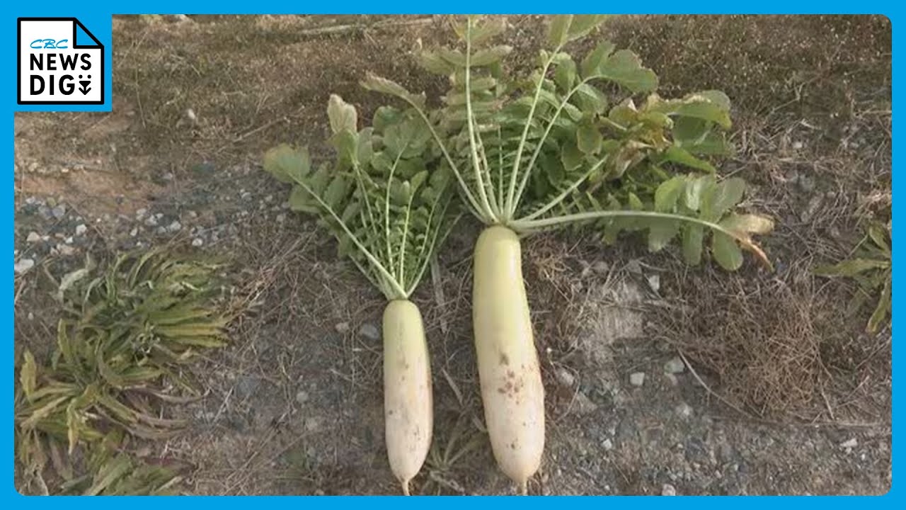 ｢農業始めて40年。ここまで雨が少ないのは初めて｣ 記録的な少雨で野菜の生育･価格にも影響が…？ ダイコンは小さく キャベツは軽く 愛知
