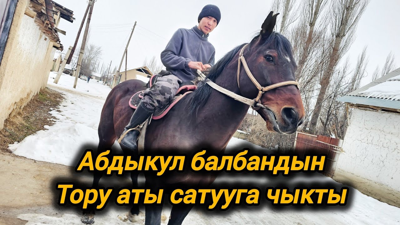 Ала-Бука району Актам айылы Абдыкул инибиздин Тору аты сатууга чыкты.0773-66-66-44